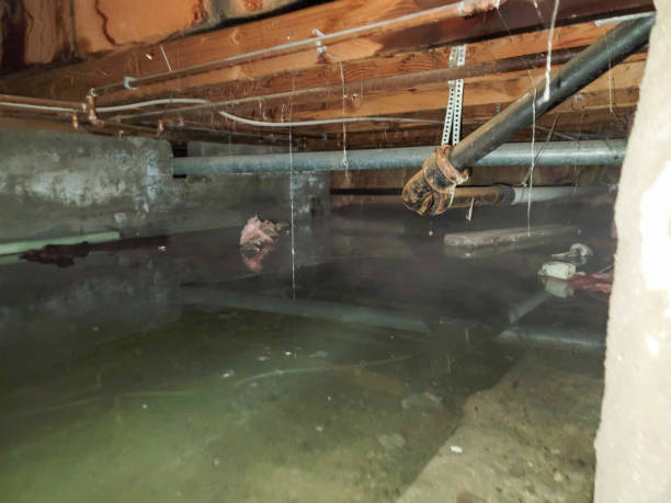 Best Water damage contractors near me  in North Newton, KS
