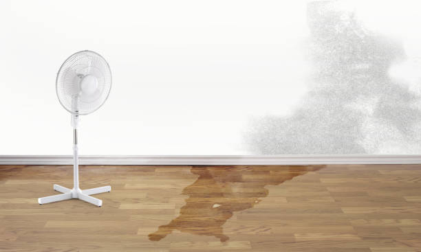 Best Professional water damage repair  in North Newton, KS